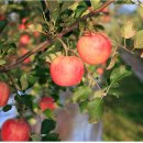 조아라청과 이미지