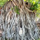 더몽피시 가야점 | 태국 아유타야 여행 : 아유타야 꼭 가야 할 유적지 5곳