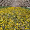 민들래농원 이미지