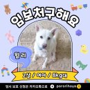 윌리/여아/2살추정 이미지