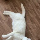 반석동물병원 이미지