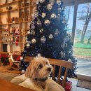 하모니통나무집 | 문경 애견동반 베이커리 카페 뉴블랑 | 마늘쌀바게트 꼭 먹어야 하는 빵집