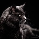 다다쿤(DADACOON) 이미지