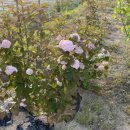 분홍 농장 이미지