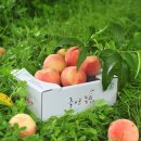 부인농원 이미지