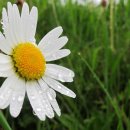 단풍나무한의원 이미지