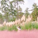 무월경로식당 | [해남 여행] 해남 포레스트수목원, 가을 가볼만한곳