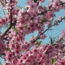 고향의 봄 이미지