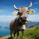 워낭농장 이미지