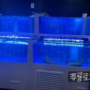 마량수산 | 서현 횟집 | 마량수산 : 조용한 분위기의 회맛집 내돈내산 후기