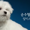 도그스퀘어 이미지
