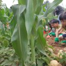 숲속해바라기유치원 이미지