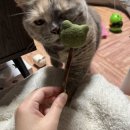 마타타비 | [신상 고양이 장난감] 캣민트 &amp; 마타타비 캔디 후기. 본격적으로 시작된 광란의 파티