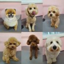 봉순두부 이미지