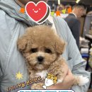 계림동물병원 이미지