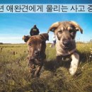 마이펫동물의료센터 이미지