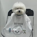 댕댕미장원 이미지