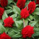 맨드라미 화단 이미지