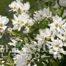 꽃이 고운 박달나무-가침박달 재배법 이미지