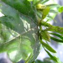 무궁화비료 이미지