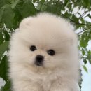 오마이퍼피 이미지