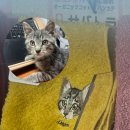 (주)나라고속관광 | 2025 마쓰야마 3일차 + 후기完