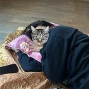 성주미니펜션