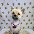 광릉내 애견 이미지