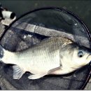 보물섬낚시터 이미지