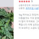 파파농산