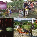 무주반딧불투어 이미지