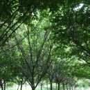 느티나무주유소 이미지