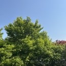 우리치즈밥있슈 이미지