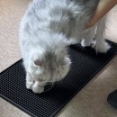 pet158더7326 | 고양이 후지마비 휠체어 후기 | 서울 송파 반려동물 휠체어 전문 워크앤런