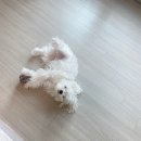 복슬강아지 | 진천동 복슬 강아지 미용 후기