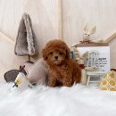 블리독(동대문장안점) 이미지