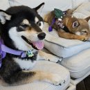 김포애견클럽 | 2025. 6월 박주몽