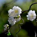 방림원 이미지