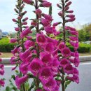 갈바리의원 | From 블로그씨 :: 봄 산책 강릉봄꽃 구경