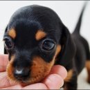 이쁘니PC 이미지