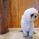 (주)에어씽크 | 강아지 알러지검사 비용 버디닥알러지검사 알러지눈물 발사탕 [내돈내산 후기]