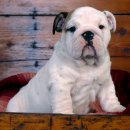 강아지PC 이미지