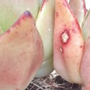 톡토기,깍지벌레 친환경퇴치-카드가 이미지