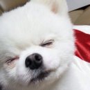 위팬 이미지