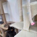 냥카페,루브 이미지