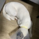 영대동물병원 이미지