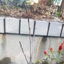 수내1동 주민센터 이미지