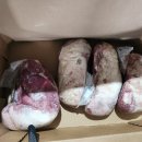 선우프레시앵거스박 이미지