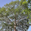 해달새 그리고 나무 | [🌳백만그루 나무심기 프로젝트] #1. 제4회 니카라과 해외봉사후기 (26.07.22~08.01)