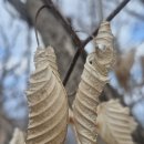 오연삼거리~광산마을앞 | "진부령-흘리마을-마산봉-병풍바위-암봉-대간령-마장터-박달나무쉼터"(13.0km 2026.4.4)
